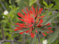 Castilleja applegatei pinetorum