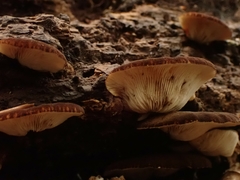 Crepidotus fuscovelutinus