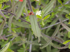 Castilleja applegatei pinetorum
