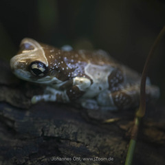 Trachycephalus resinifictrix