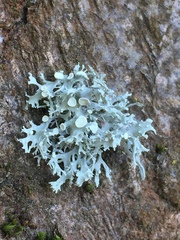 Ramalina glaucescens