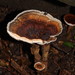 Red-staining Stalked Polypore - Photo (c) Reiner Richter, some rights reserved (CC BY-NC-SA), uploaded by Reiner Richter