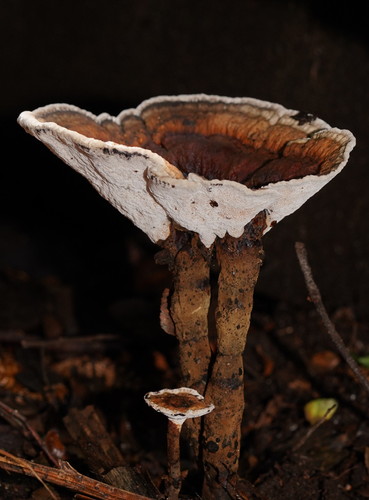 red-staining stalked polypore