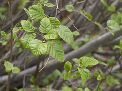 Alnus incana tenuifolia