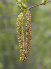 Alnus incana tenuifolia