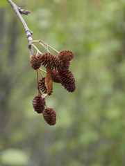 Alnus incana tenuifolia