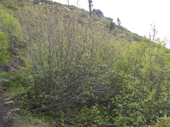 Alnus incana tenuifolia