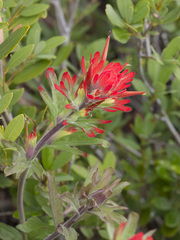 Castilleja applegatei pinetorum