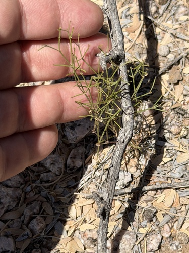 California fagonbush (Fagonia laevis)