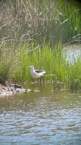 iNaturalist: (c) Vidal, some rights reserved (CC BY-NC), uploaded by Vidal iNaturalist image