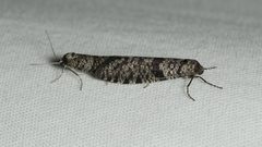 Lepidoscia annosella