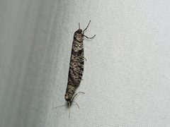 Lepidoscia annosella