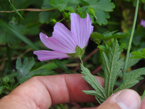 Tournefort’s mallow (Malva tournefortiana)