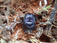 Scarabaeus bohemani