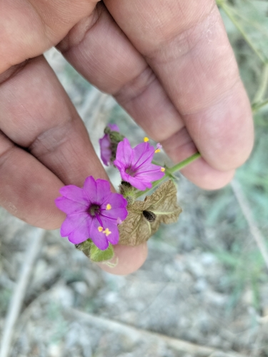 Mirabilis viscosa, photograph 6
