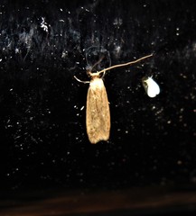 Phaeoses sabinella