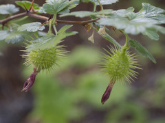 Ribes roezlii roezlii