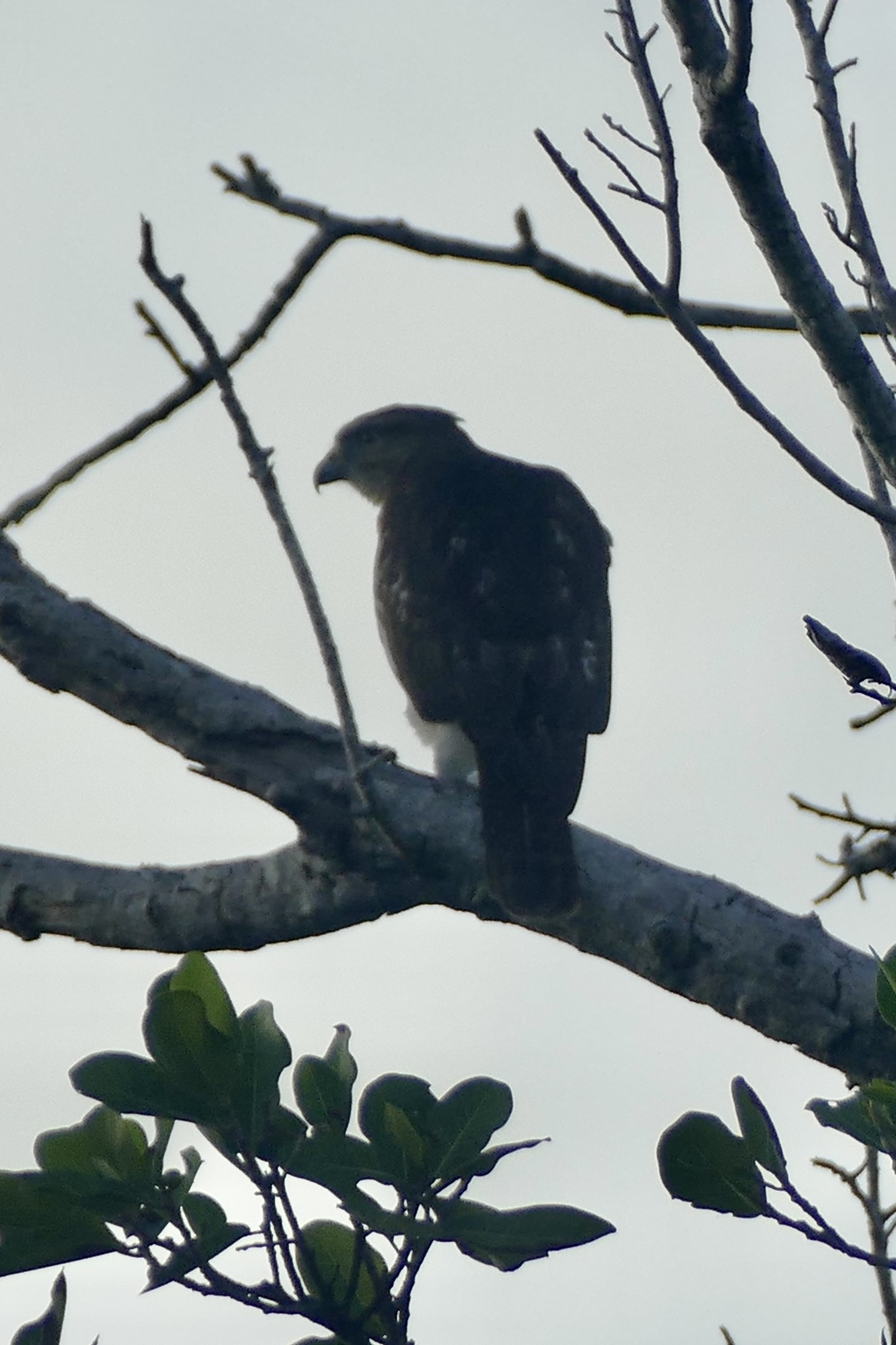 Ridgway's Hawk (Buteo ridgwayi), photo 4