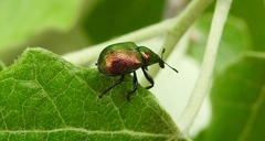 Byctiscus populi