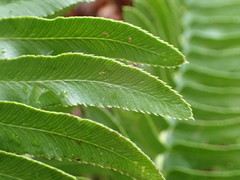 Polystichum imbricans curtum