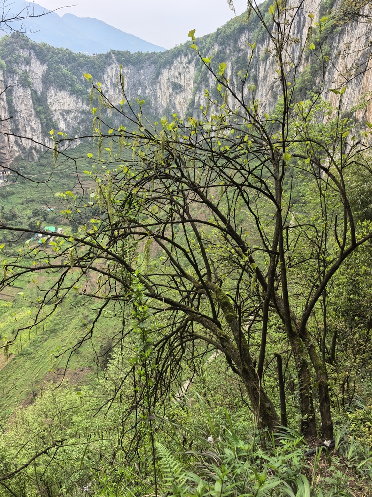 Torricellia tiliifolia