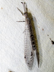 Bandidus vafer