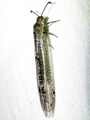 Bandidus vafer