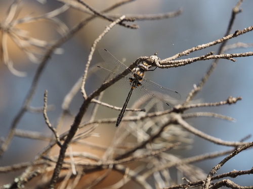 Uhler's Sundragon photo 5