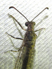 Bandidus vafer