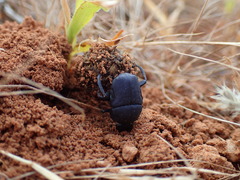 Gymnopleurus humanus