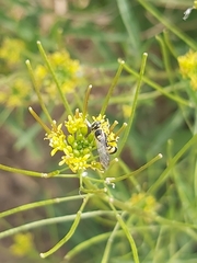 Philanthus coarctatus