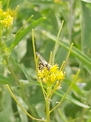 Philanthus coarctatus