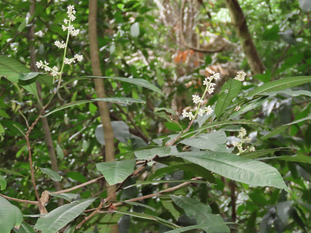 Ardisia complanata (Ardisia complanata)