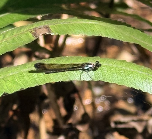 Heliocypha biforata