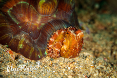 Amphioctopus siamensis