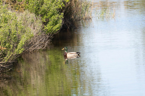 iNaturalist: (c) Léo Pedutti, some rights reserved (CC BY-NC), uploaded by Léo Pedutti iNaturalist image