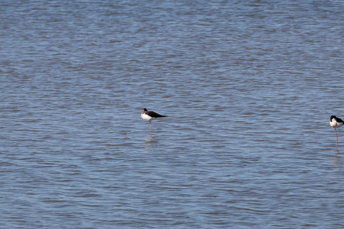 iNaturalist: (c) Léo Pedutti, some rights reserved (CC BY-NC), uploaded by Léo Pedutti iNaturalist image