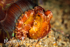 Amphioctopus siamensis