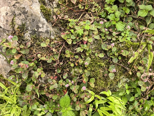 pink knotweed