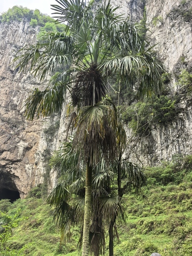 Chusan Palm