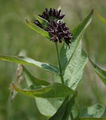 Vincetoxicum speciosum