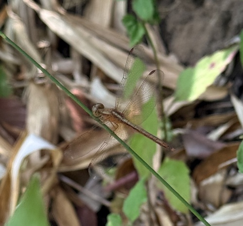 Paddyfield Parasol