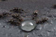 Technomyrmex cedarensis