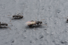 Technomyrmex cedarensis