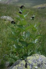 Vincetoxicum speciosum