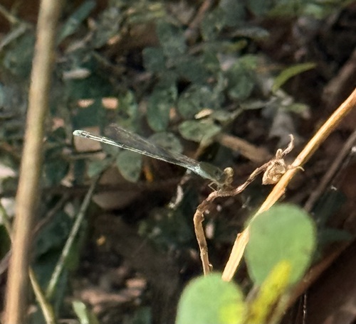 Orange-faced Sprite