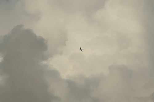 Antillean Palm Swift (Tachornis phoenicobia), photo 5