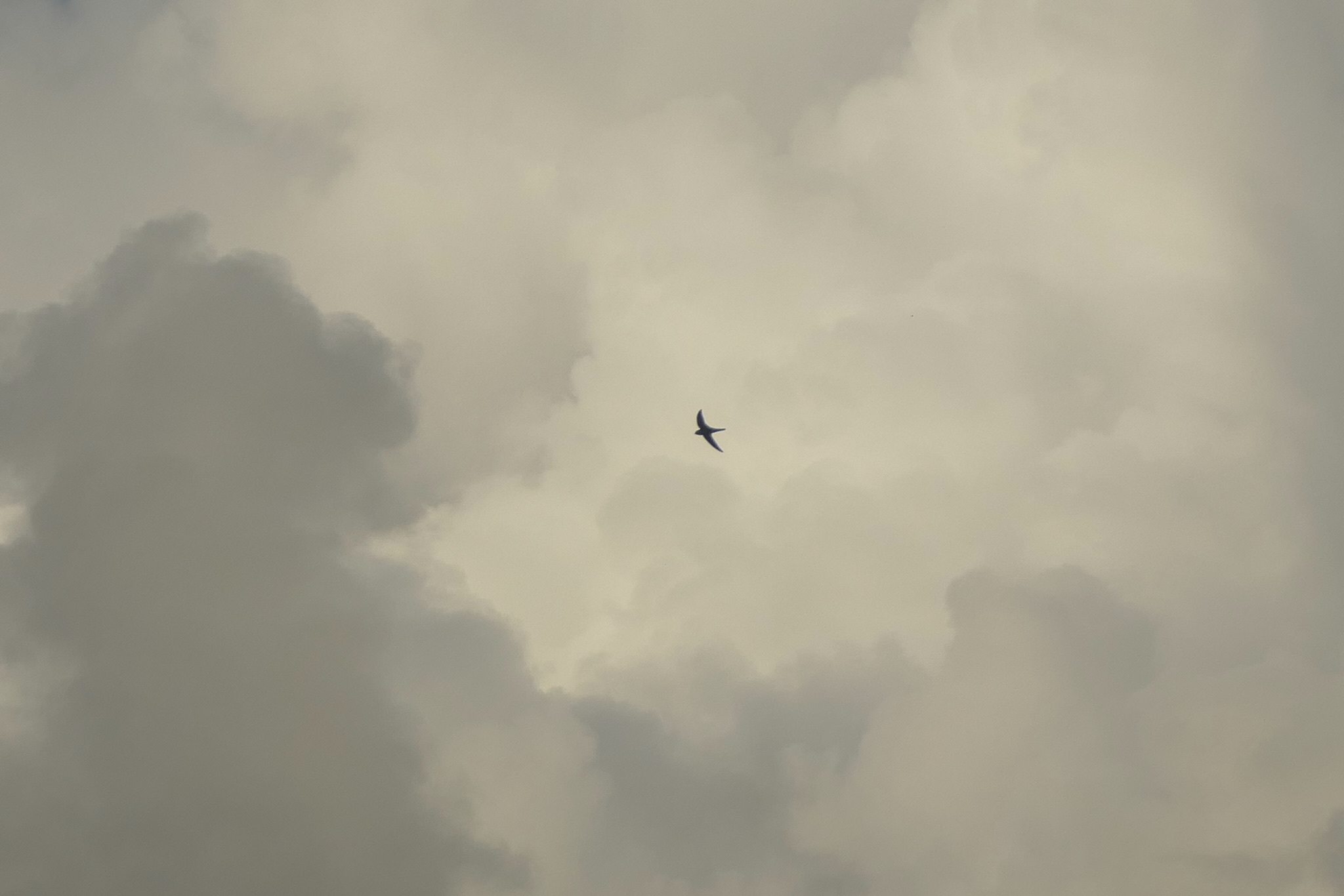 Antillean Palm Swift (Tachornis phoenicobia), photo 7