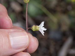 Lithophragma parviflorum parviflorum