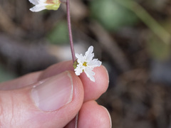 Lithophragma parviflorum parviflorum